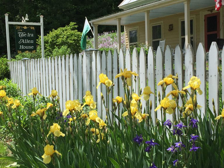 Yellow iris blooming along the picket fence in front of the inn