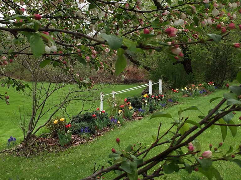 spring gardens at the Ira Allen House with tulips blooming and crab tree flowering